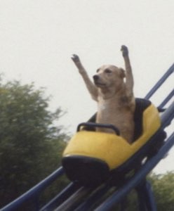 Dog riding a roller coaster with both paws thrown up in the air like a thrilled human
