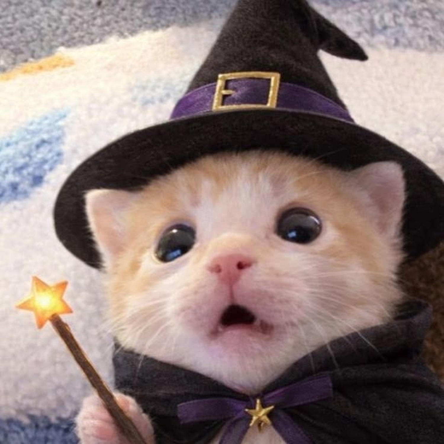Fluffy kitten in a witch hat and cape holding a star wand, mouth open in surprise