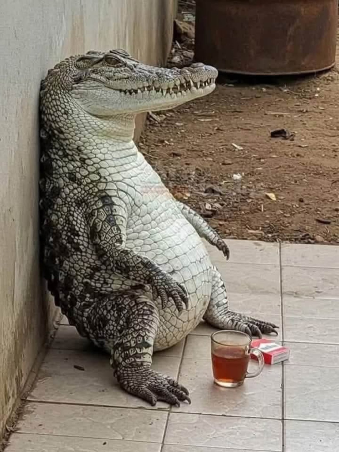Crocodile slumped against a wall with a cup of tea and cigarettes, looking defeated
