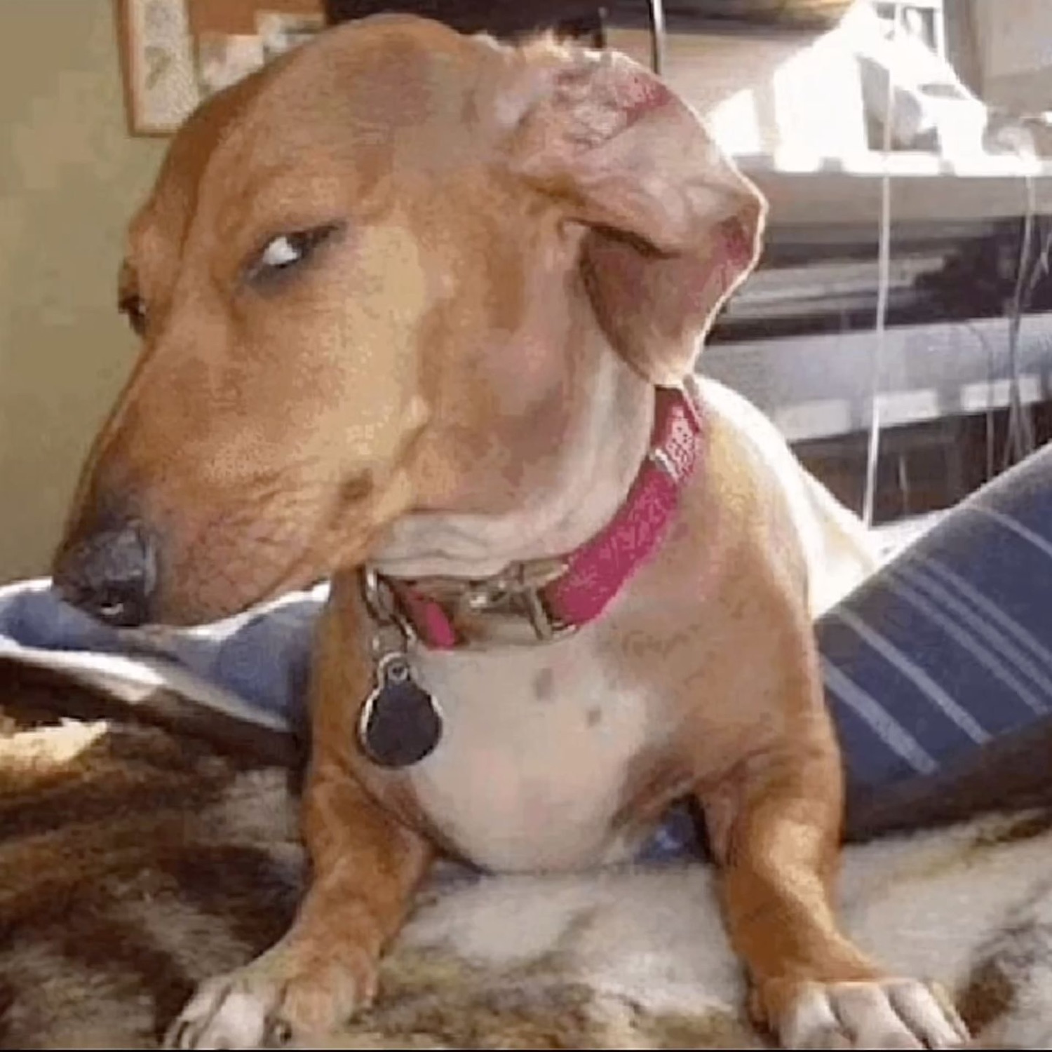Brown and white dog with a pink collar tilting its head hard to one side