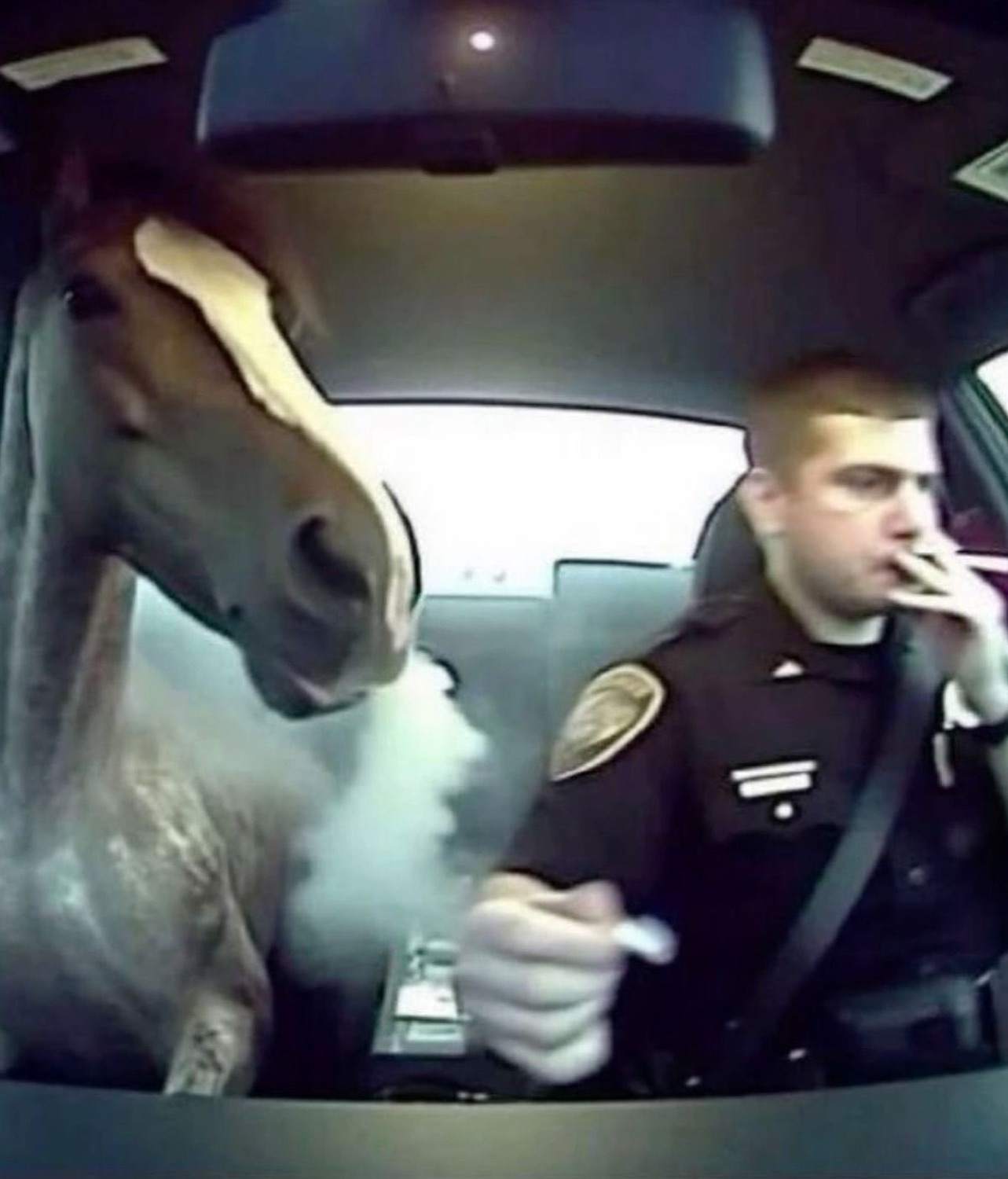 Police dashcam captures a horse leaning into the front seat beside an officer