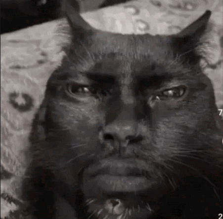 Close-up of a black cat with a flat, unimpressed stare