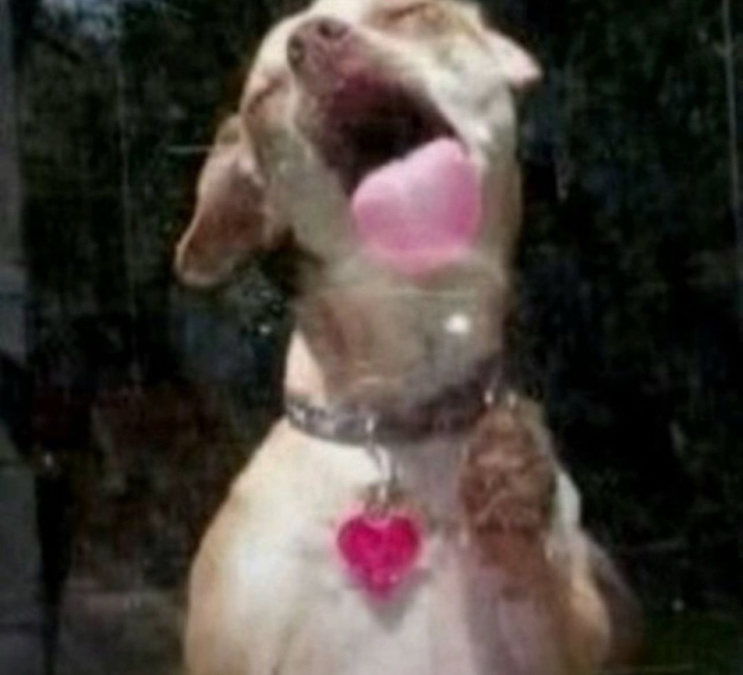 Dog with tongue out mid-lick, wearing a heart-shaped tag
