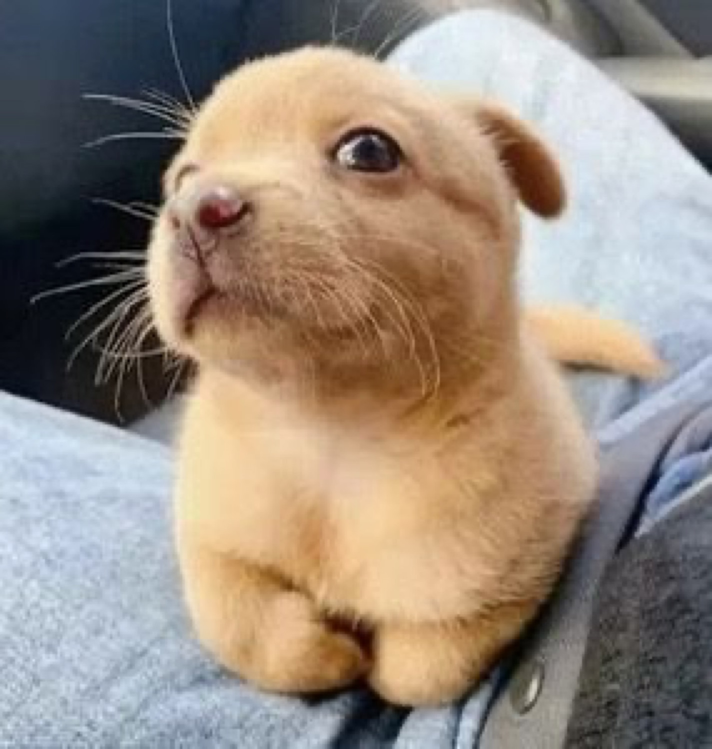 Tiny orange baby bunny sitting upright on someone's lap with a wide-eyed curious look