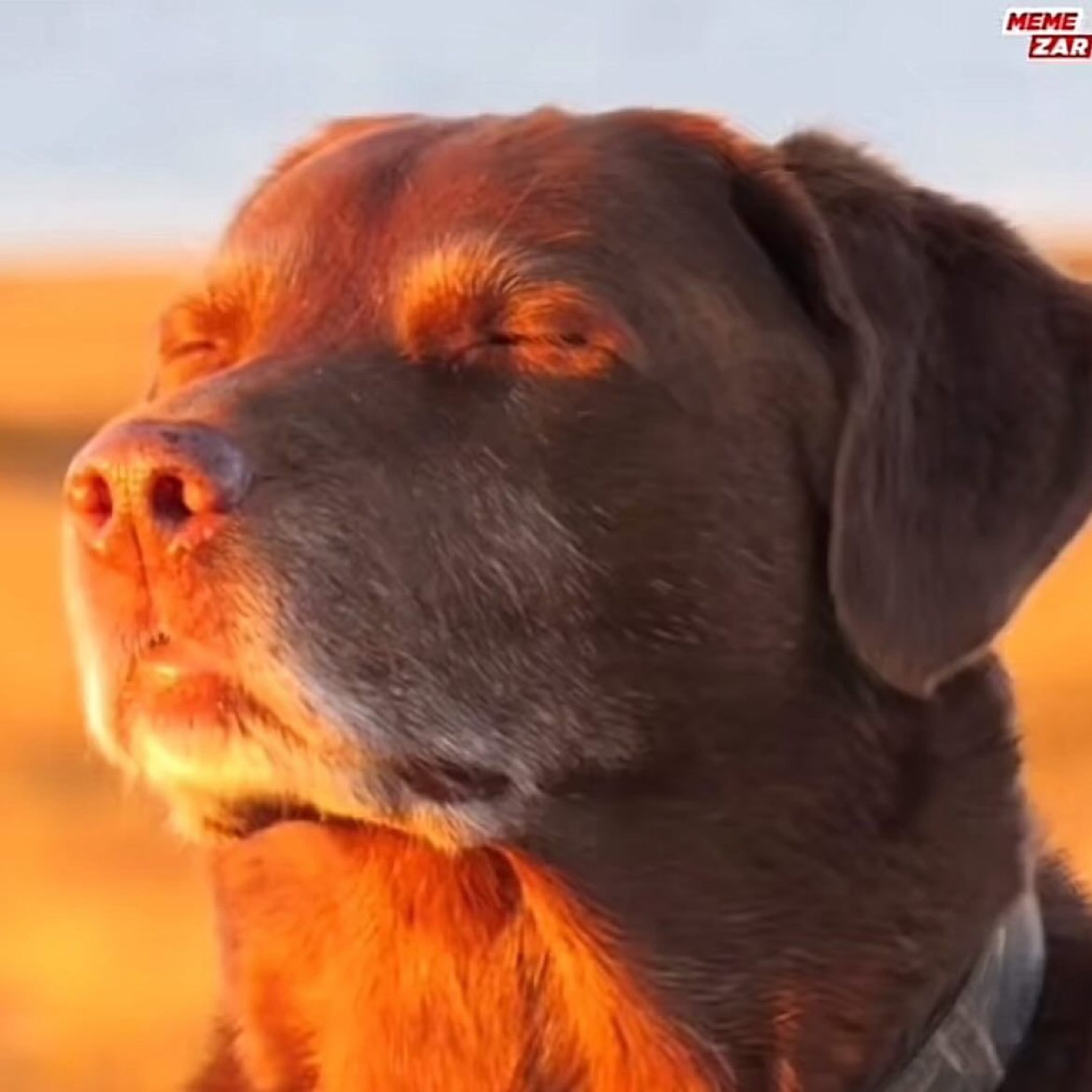 Dark Labrador with eyes closed basking in golden sunset light, completely at peace
