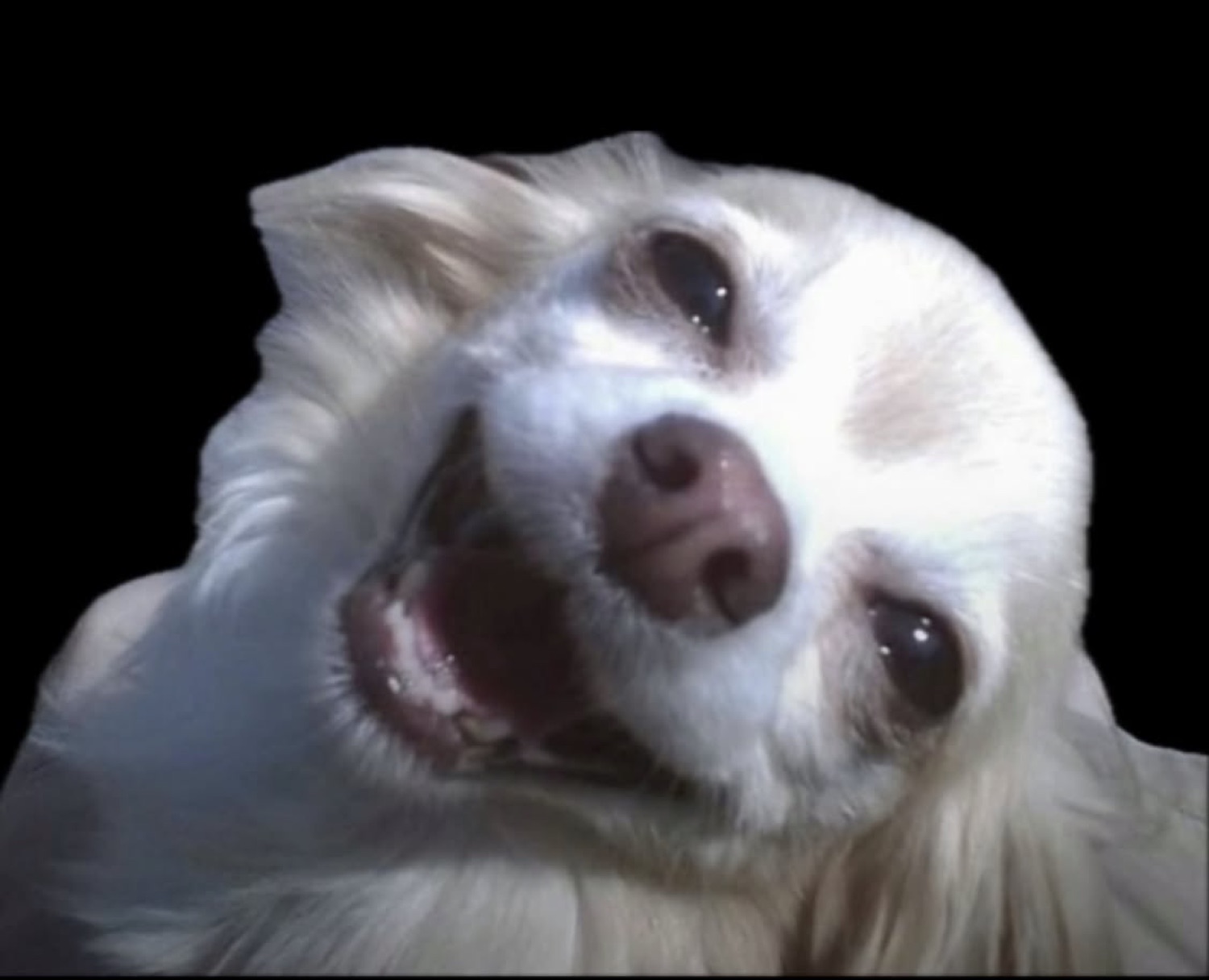White chihuahua head tilted back against black, mouth open mid-cackle