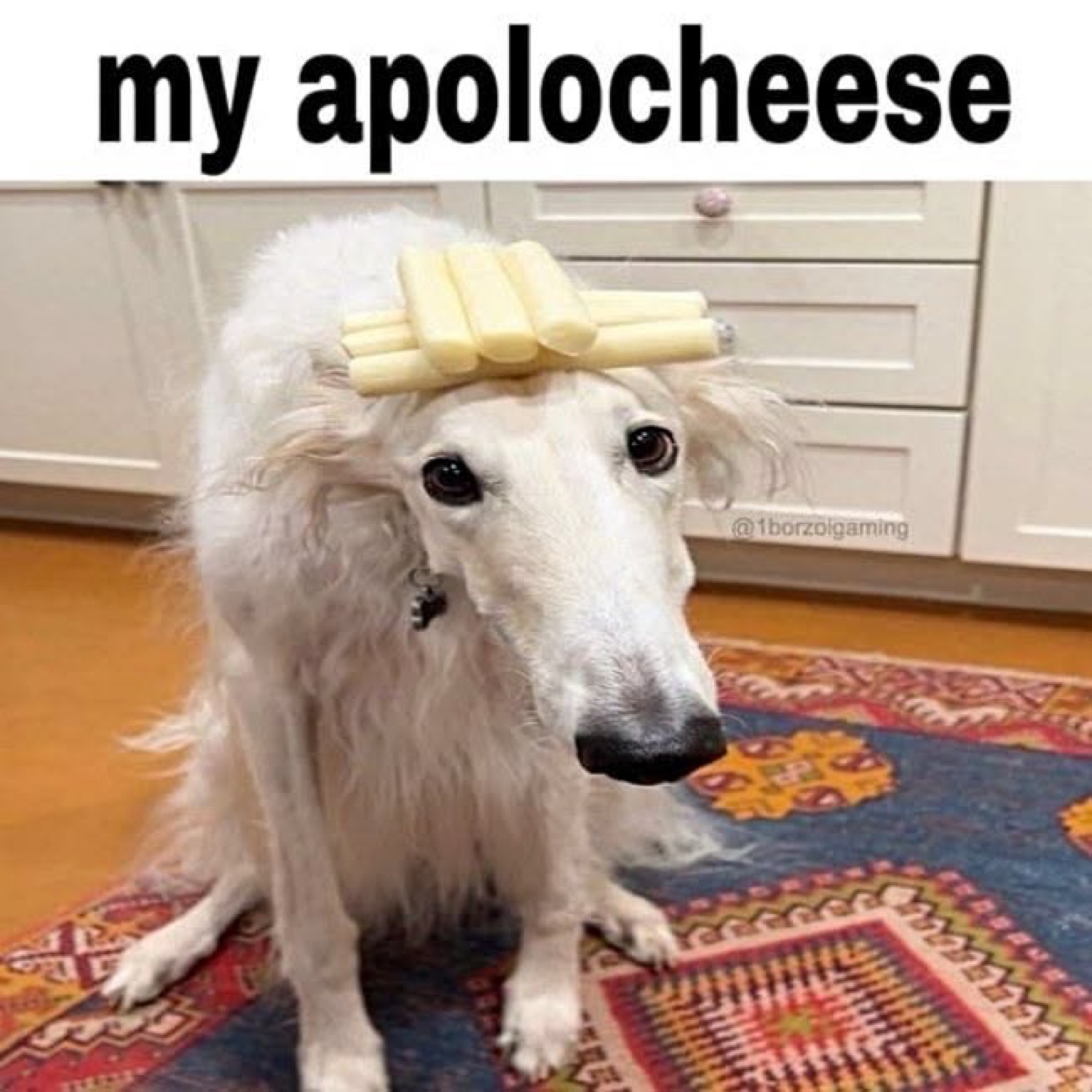 White borzoi dog with string cheese stacked on its head, text 'my apolocheese'