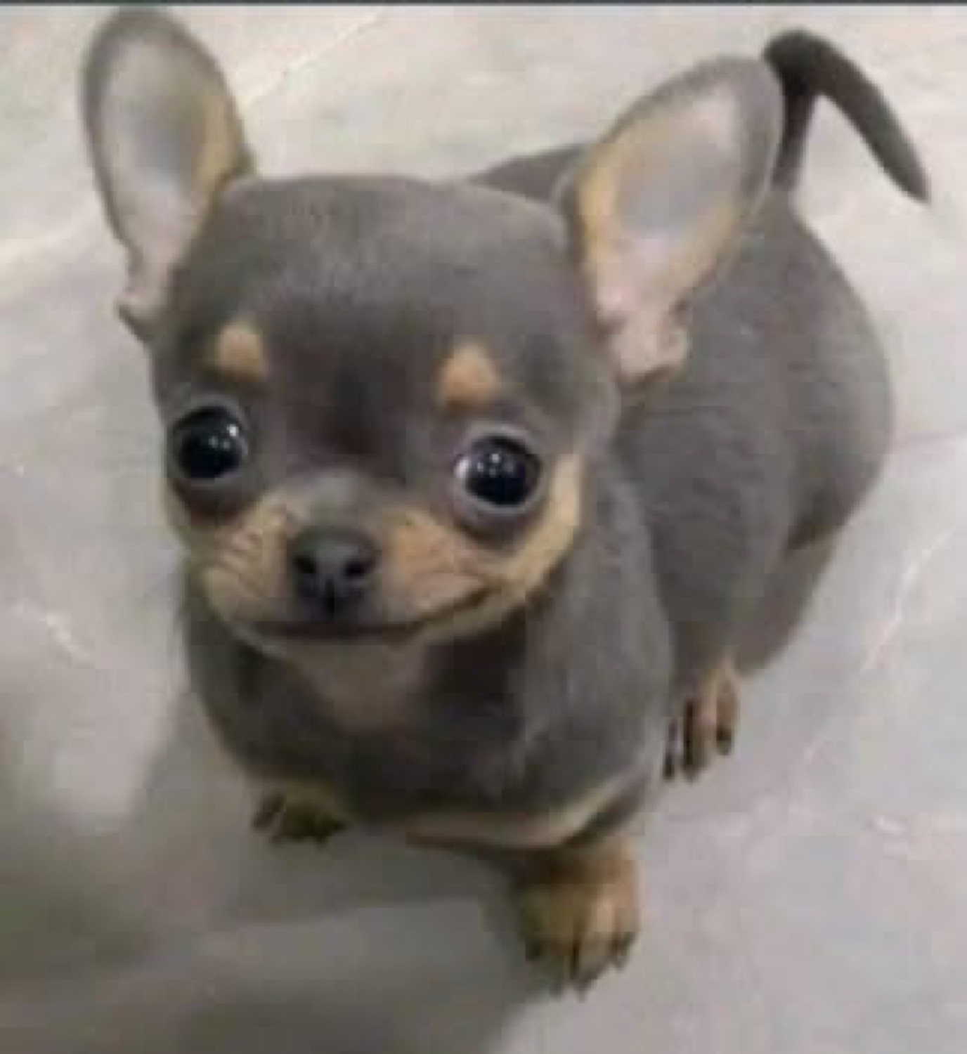 Tiny chihuahua puppy staring up with enormous glossy eyes