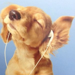 Golden spaniel puppy in earbuds, eyes shut and fully lost in the music