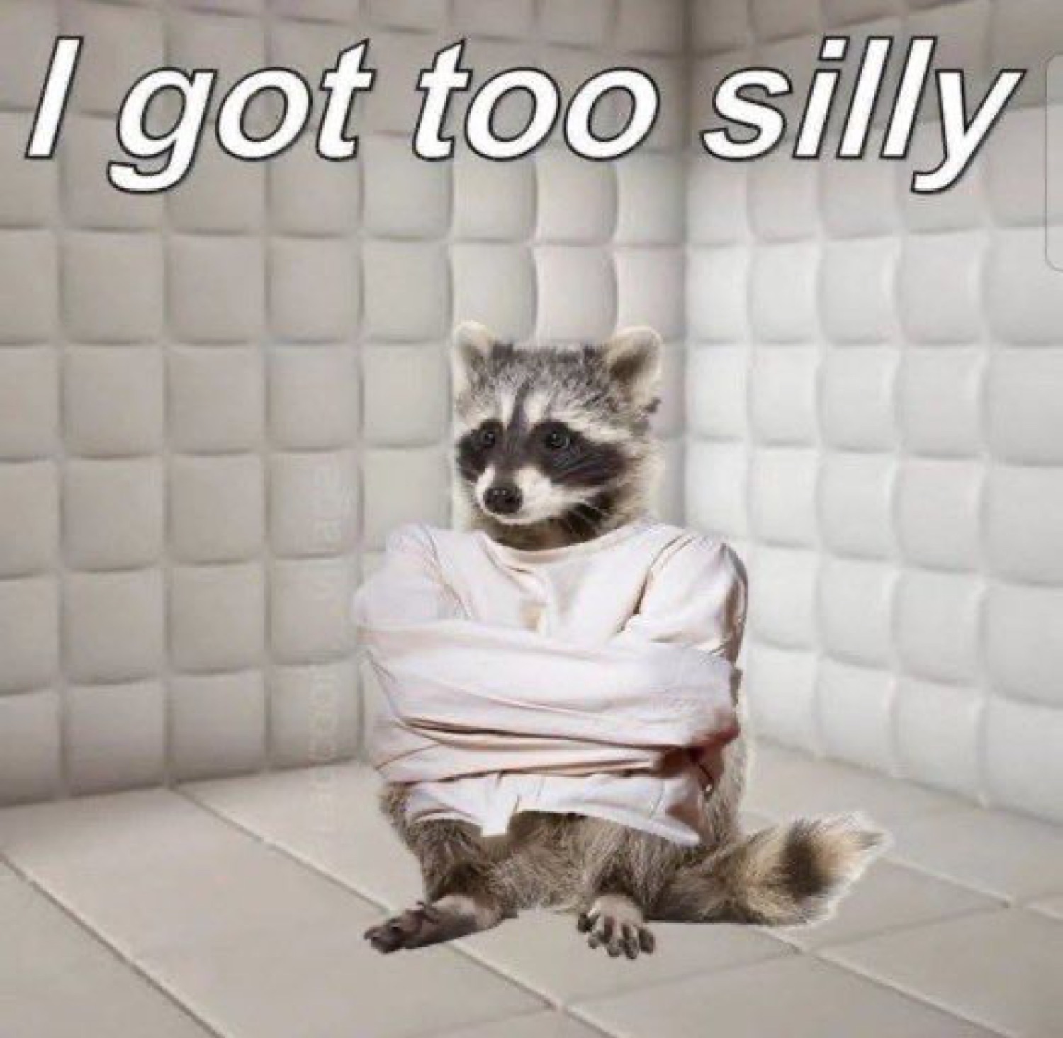 Raccoon in a straitjacket sitting in a padded cell under 'I got too silly'