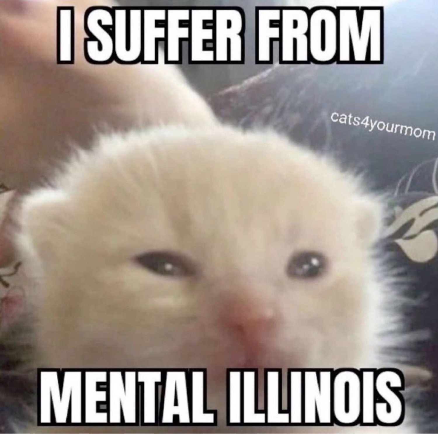 Teary white kitten: 'I SUFFER FROM MENTAL ILLINOIS'
