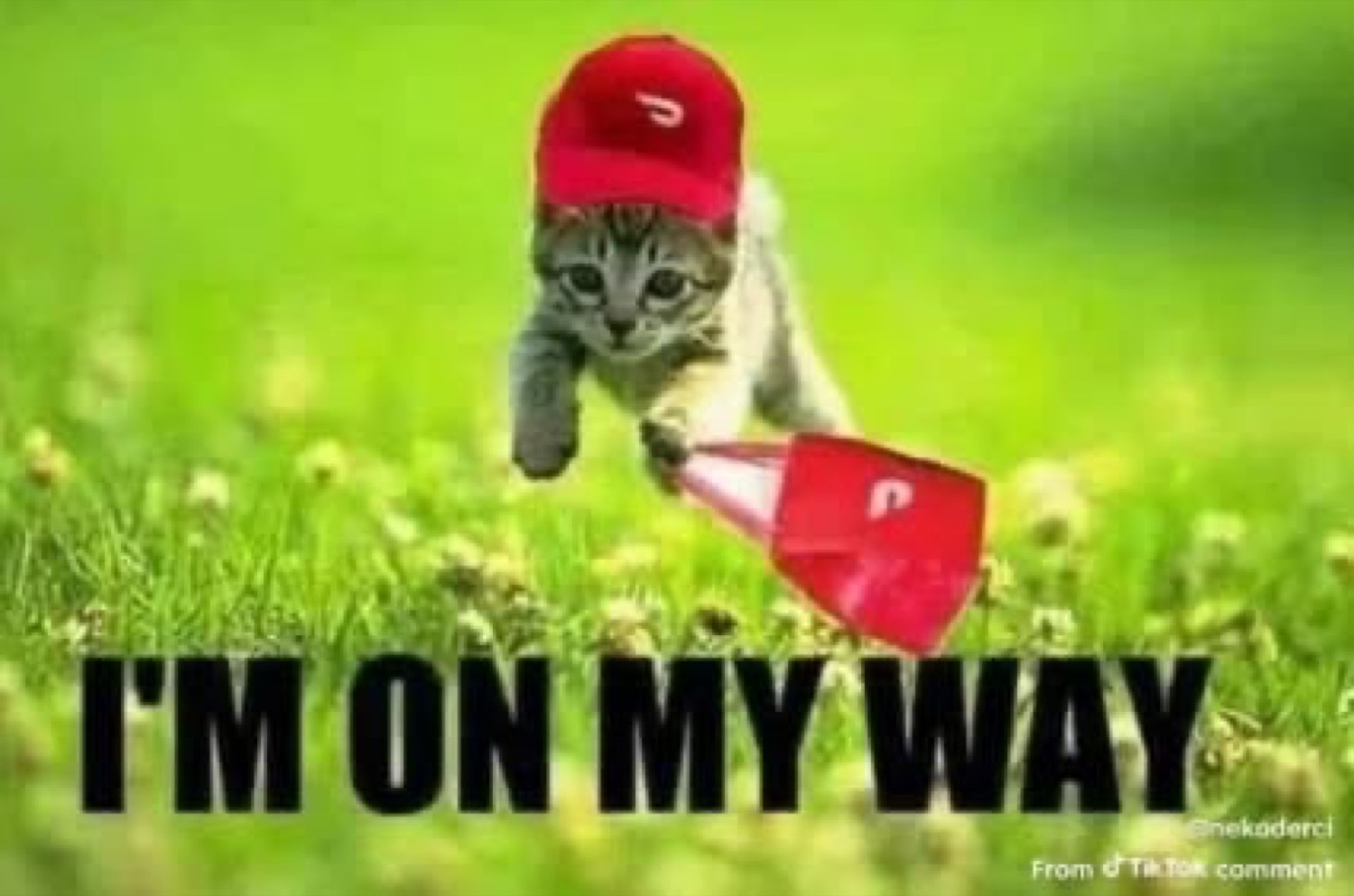 Cat in a red cap running with a pizza box: 'I'M ON MY WAY'