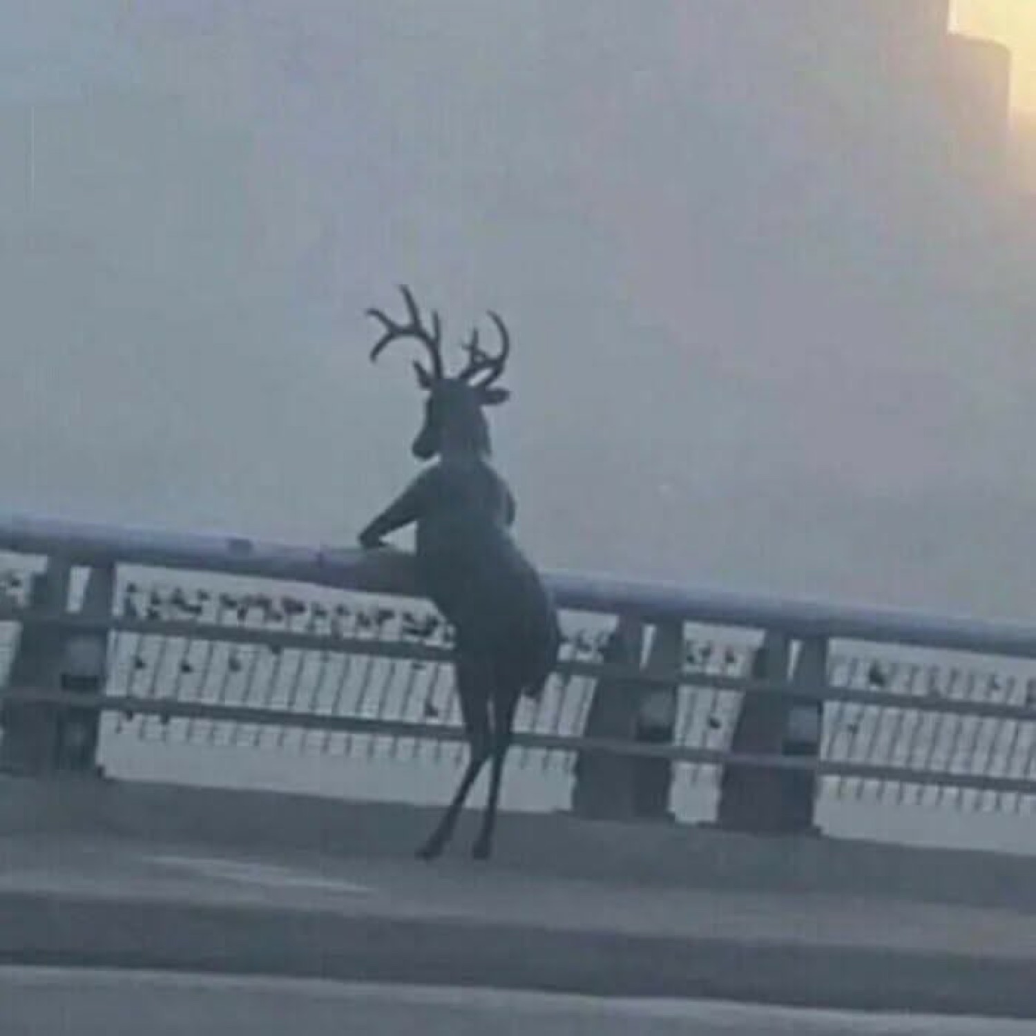 Deer leaning on a foggy bridge railing like it's contemplating its whole life