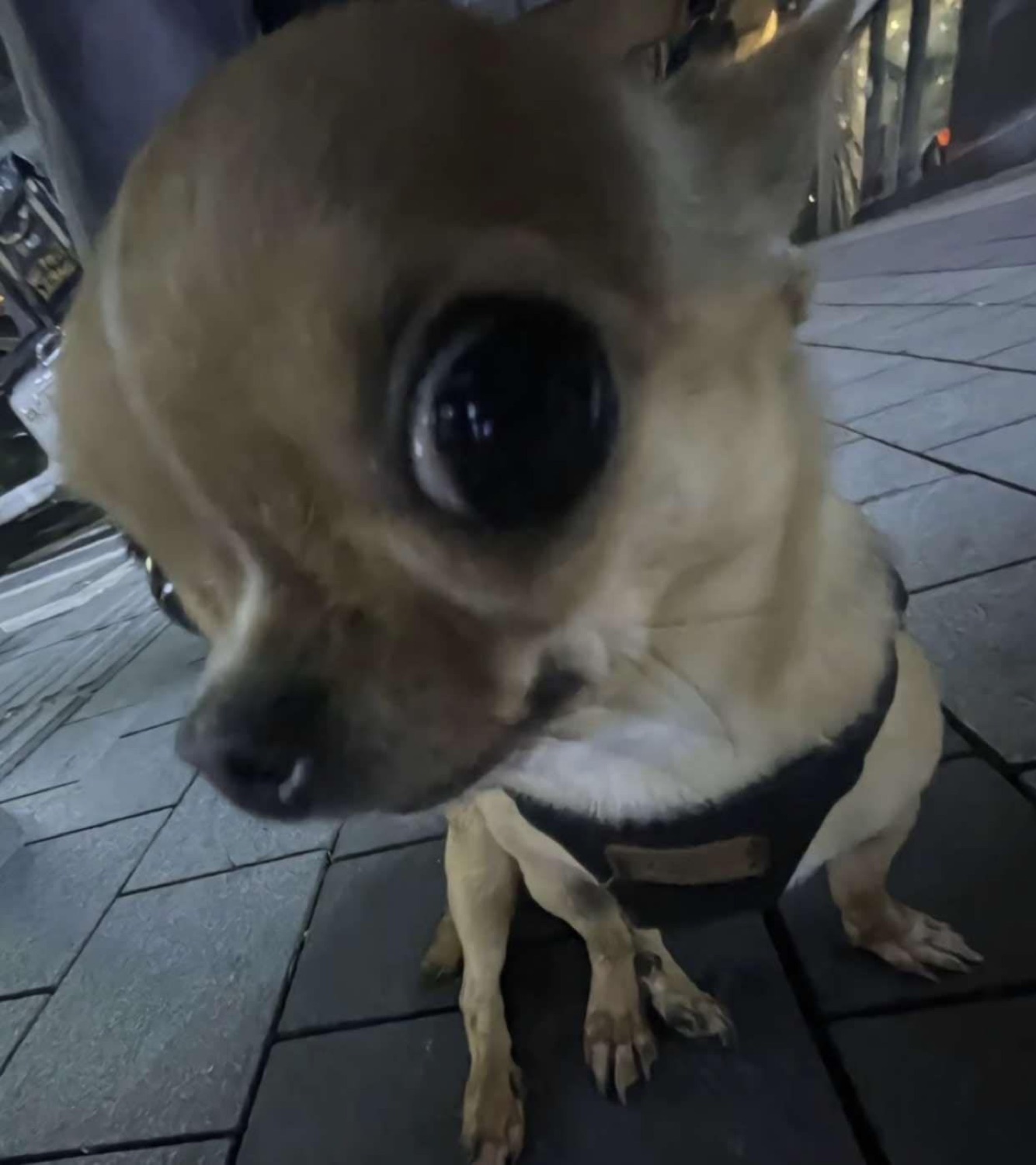 Wide-angle chihuahua leaning in with one enormous glossy eye taking over the frame