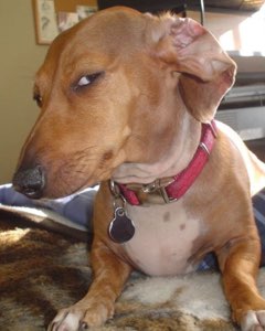 Brown dachshund mix tilting its head sideways with a skeptical side-eye