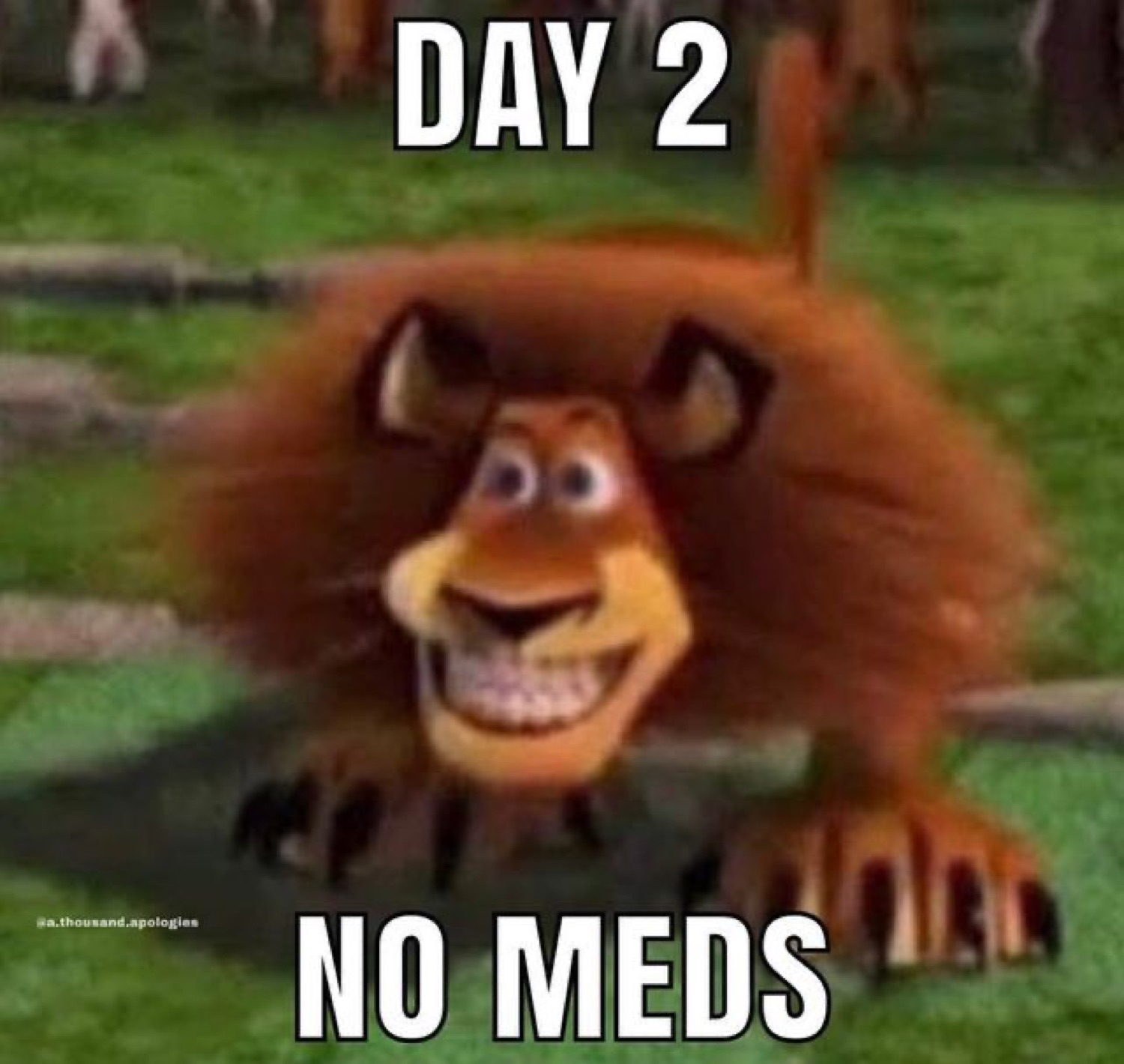 Madagascar lion grinning wildly with text 'DAY 2 NO MEDS'