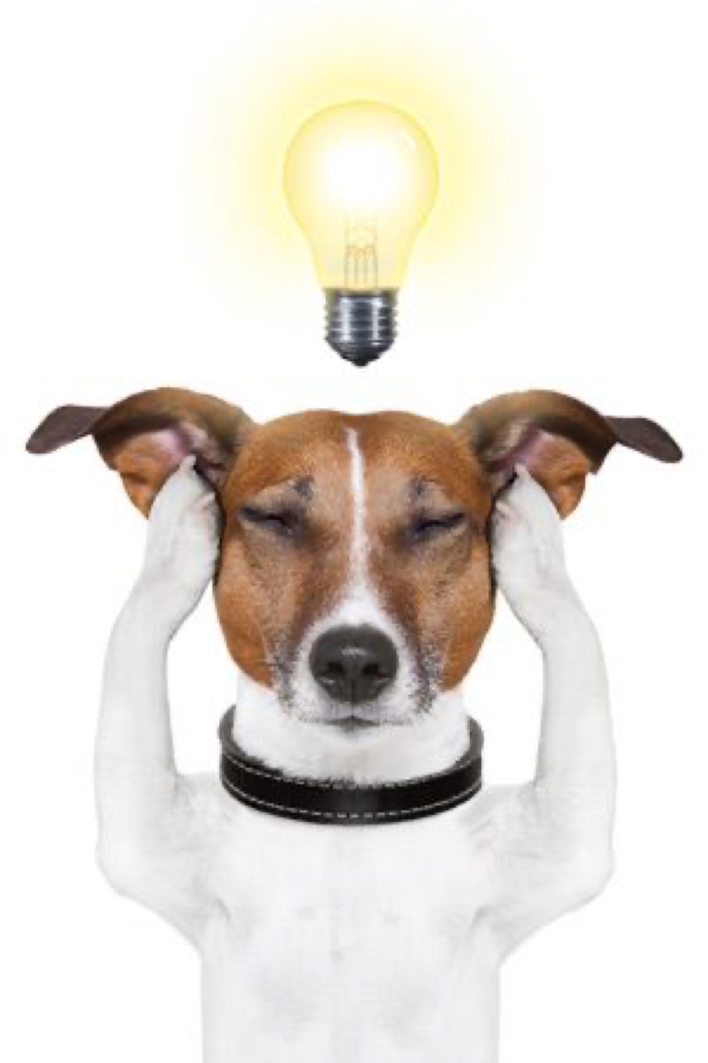 Jack Russell terrier with paws to its head and a glowing lightbulb above, deep in thought
