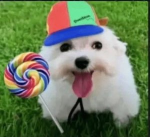 Fluffy white pup in a colorful cap posing in the grass with a rainbow lollipop