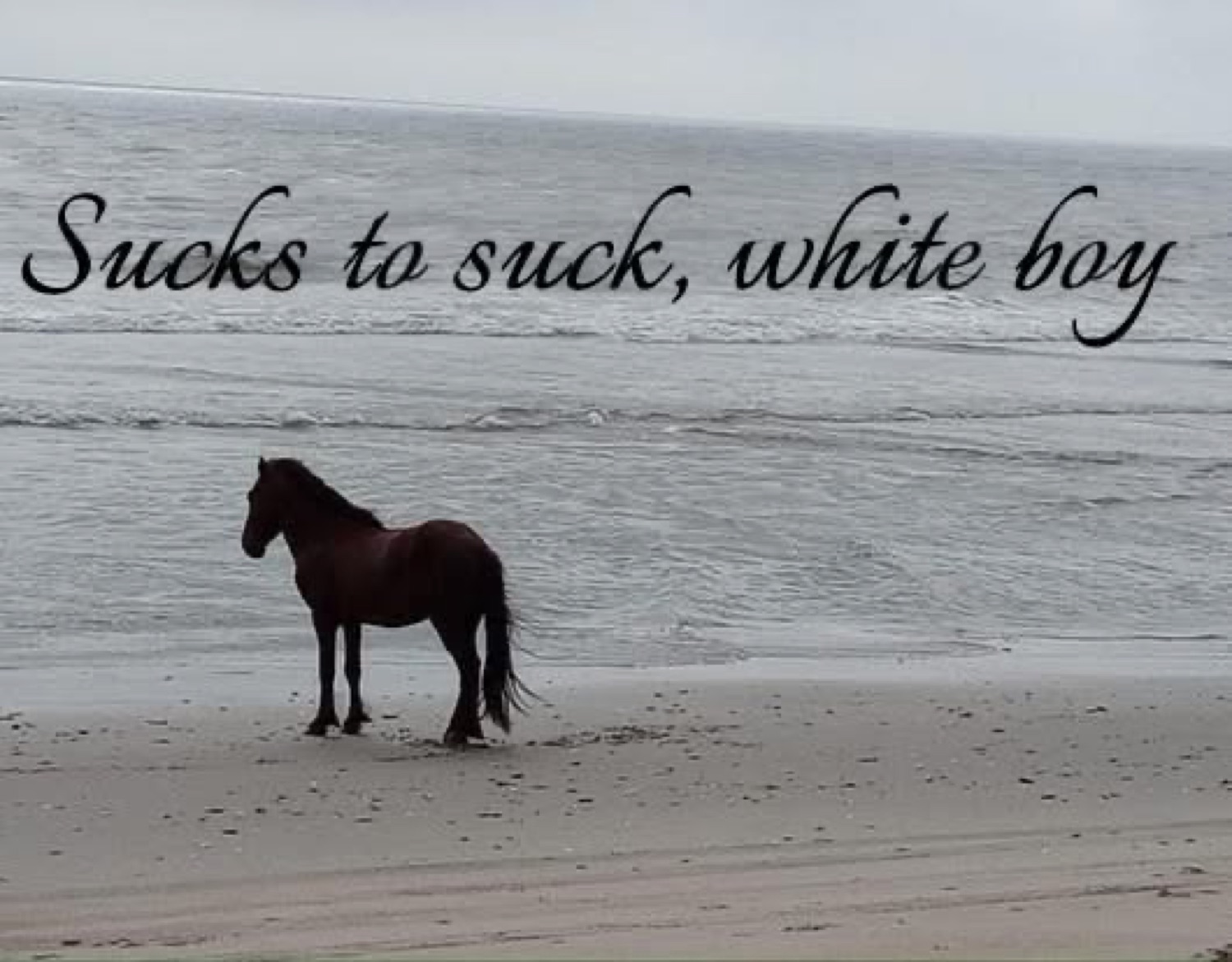 A horse on a beach captioned 'Sucks to suck, white boy'