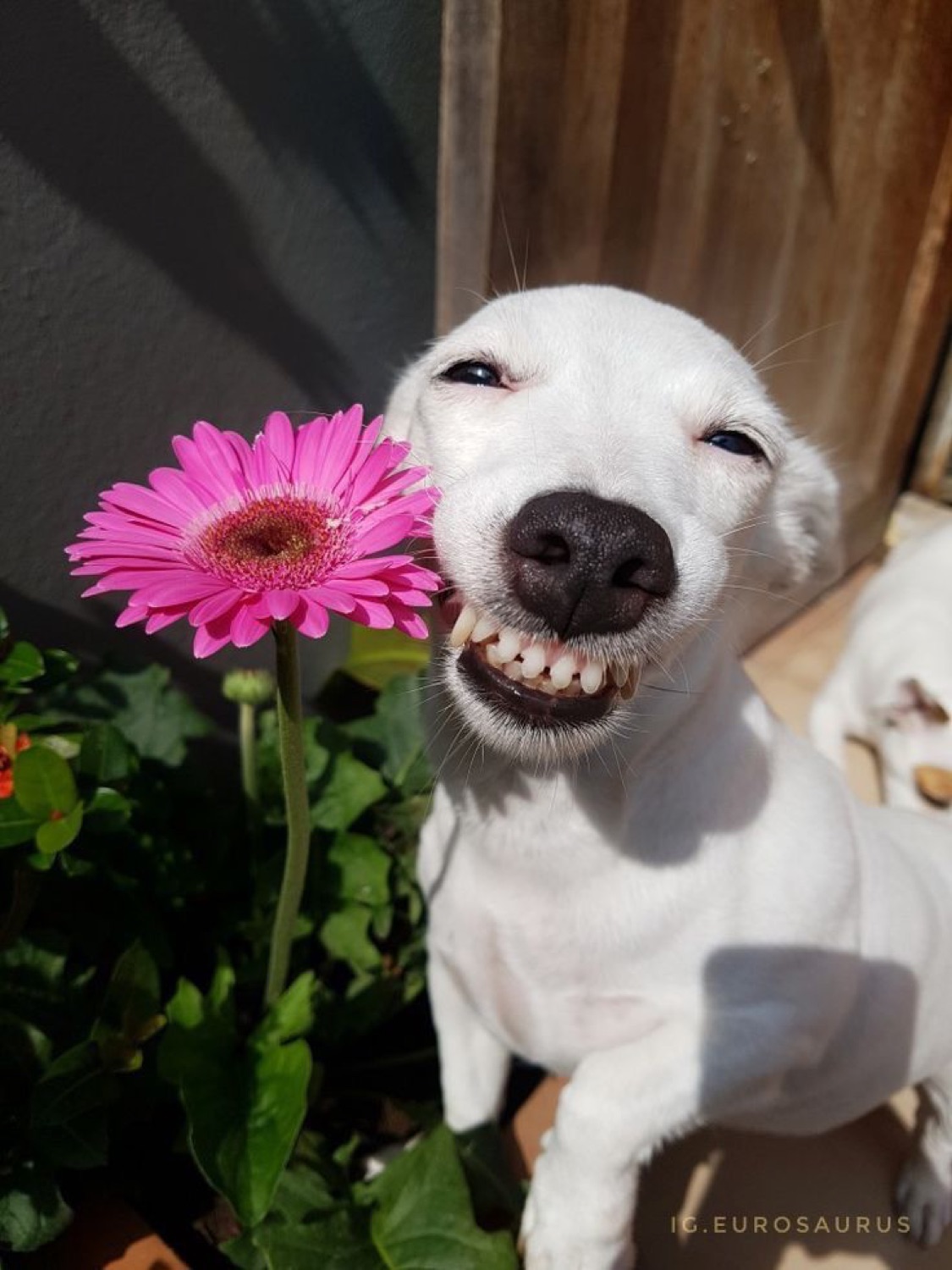 White dog grinning wide next to a pink flower in the sun