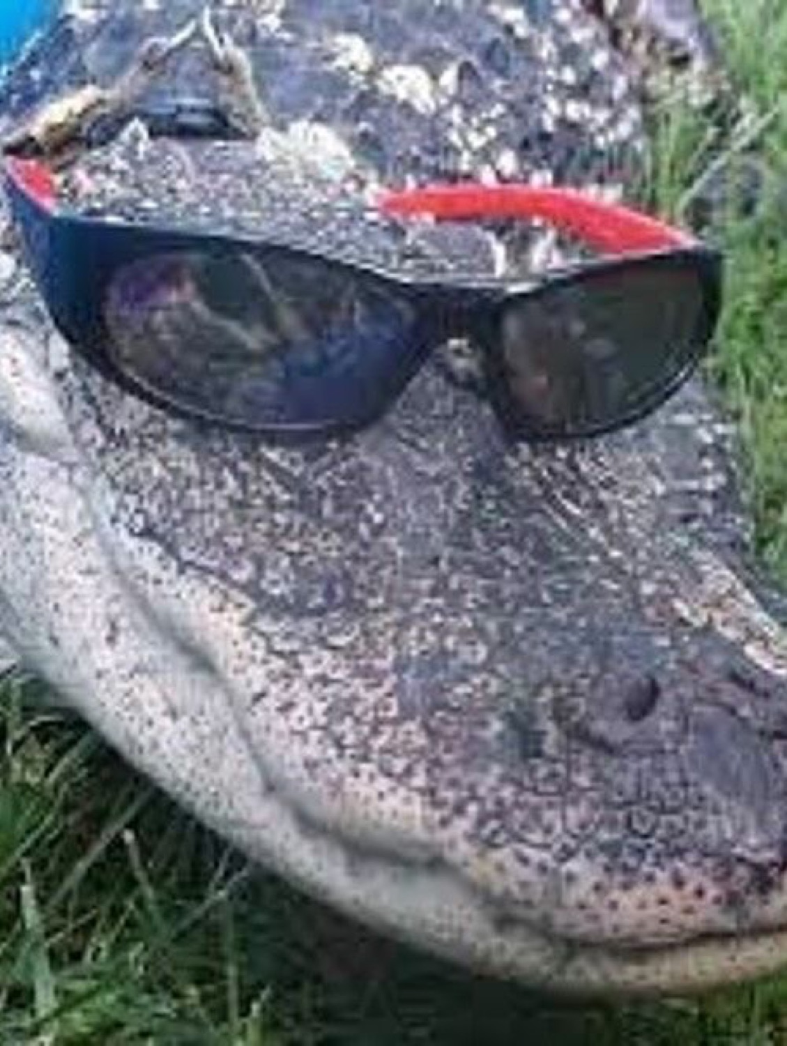 Close-up of a giant alligator wearing wraparound sunglasses