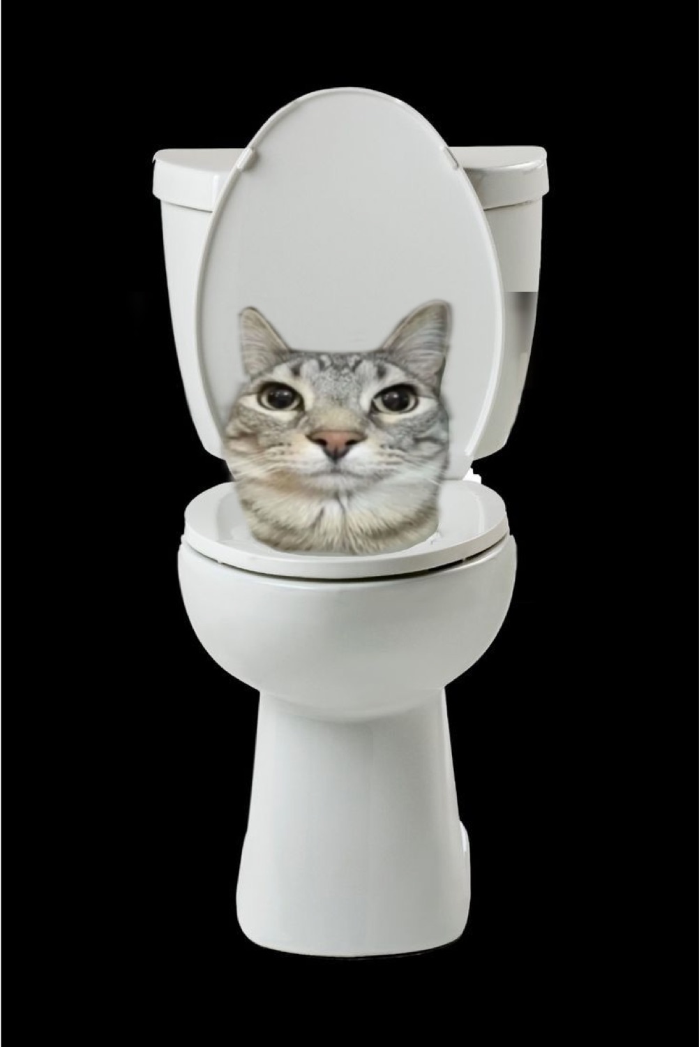 Cat's head poking out of a toilet bowl