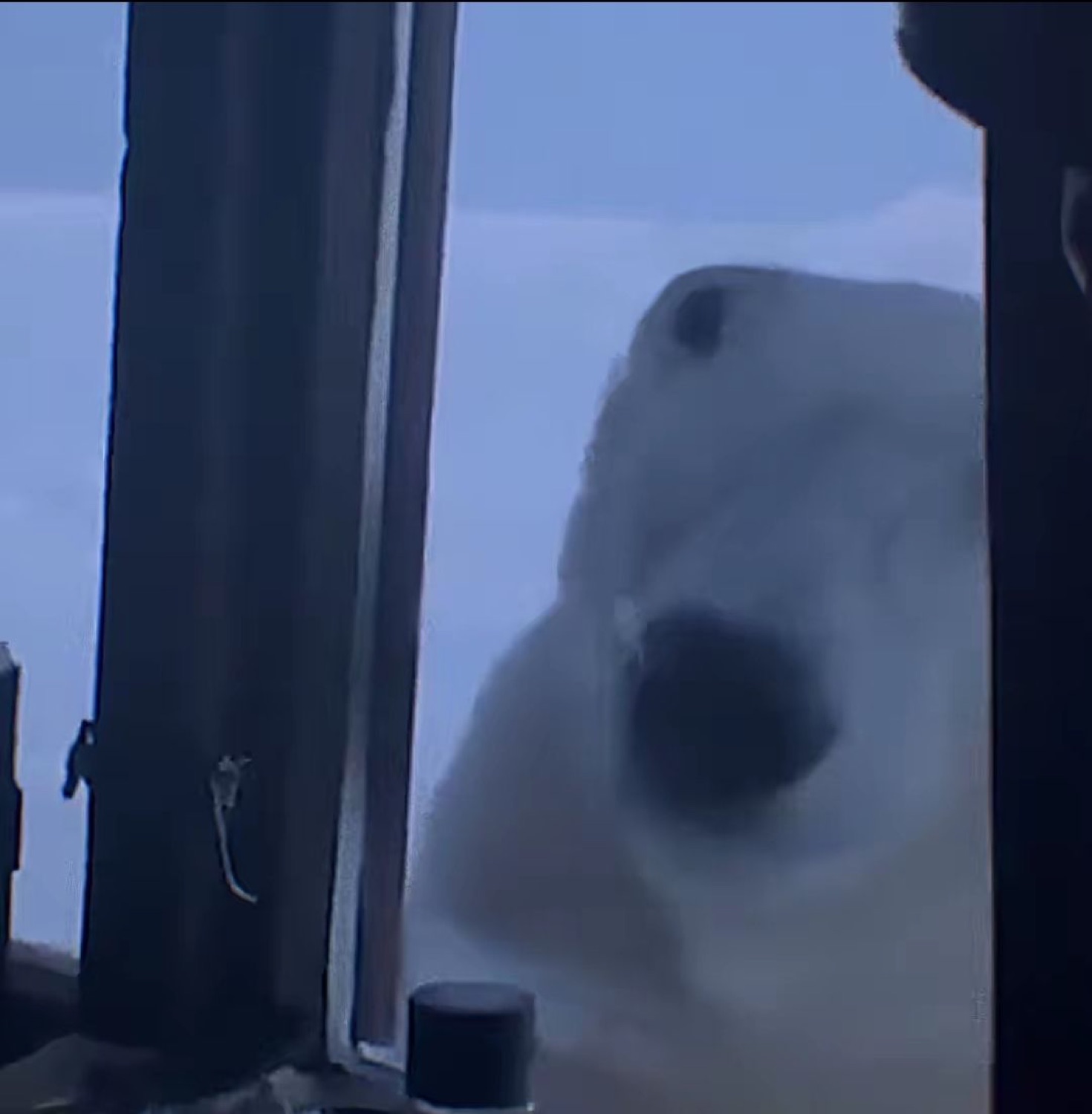 Blurry polar bear looming at a dark window