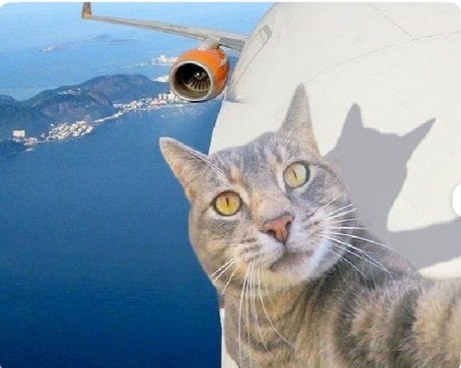 Cat taking a selfie outside an airplane engine high above the sea