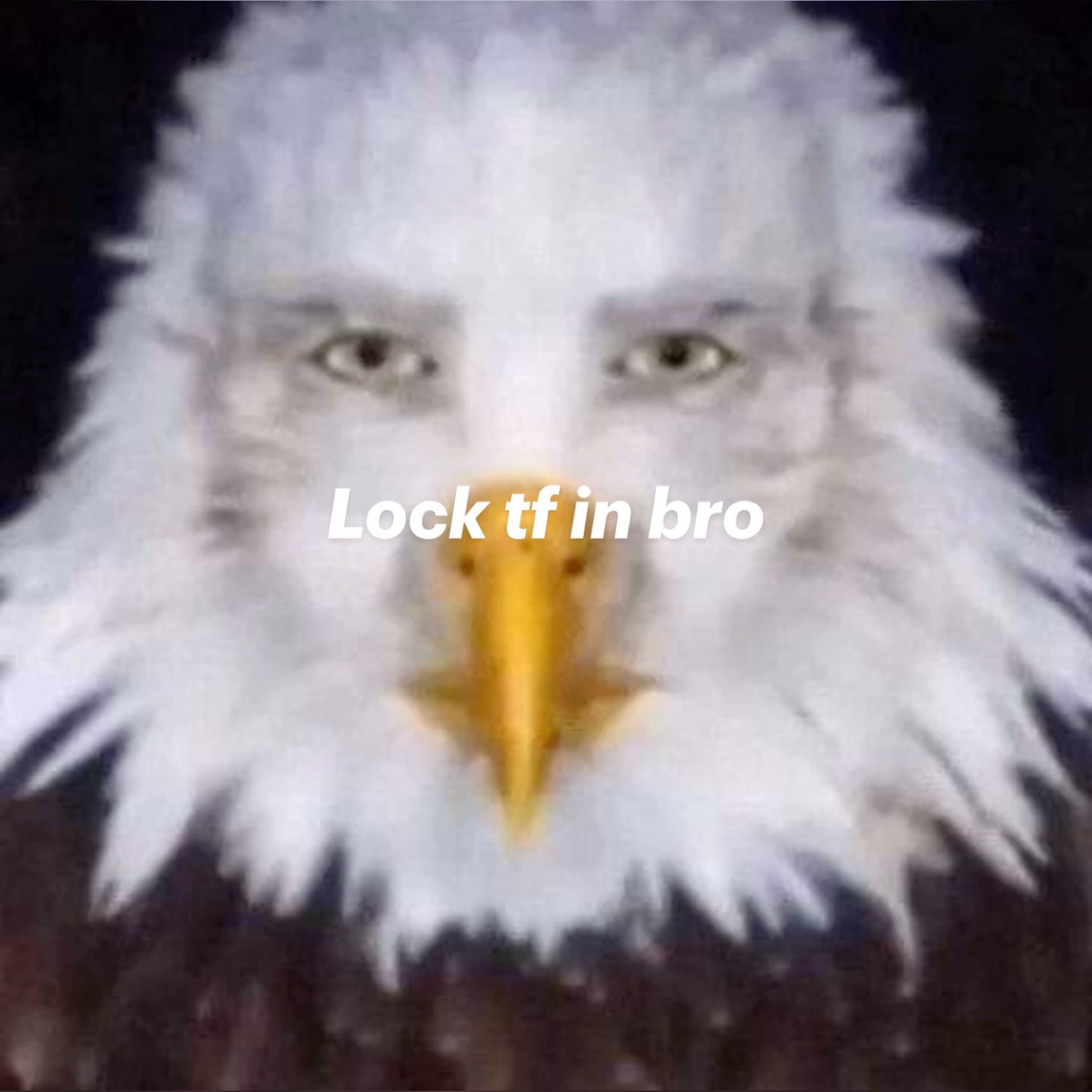 Bald eagle with a piercing stare under 'Lock tf in bro'