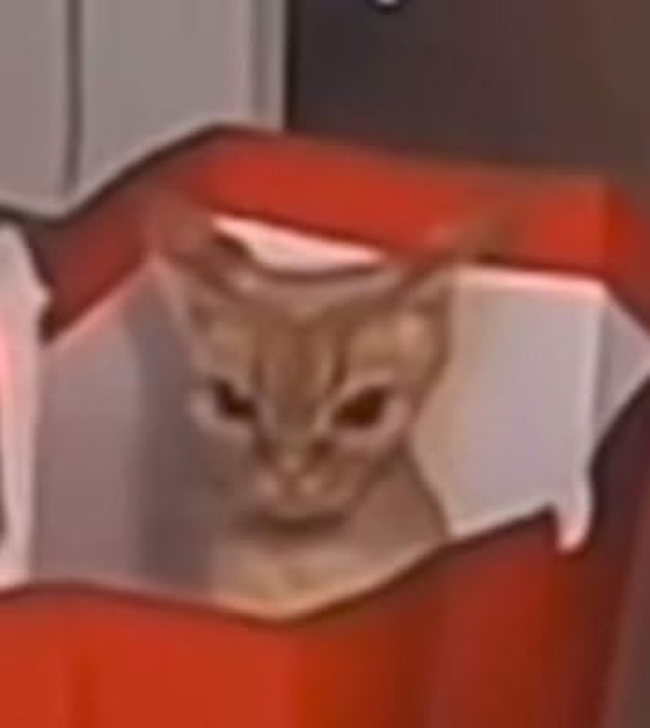 Cat peeking through torn red packaging with narrowed, menacing eyes