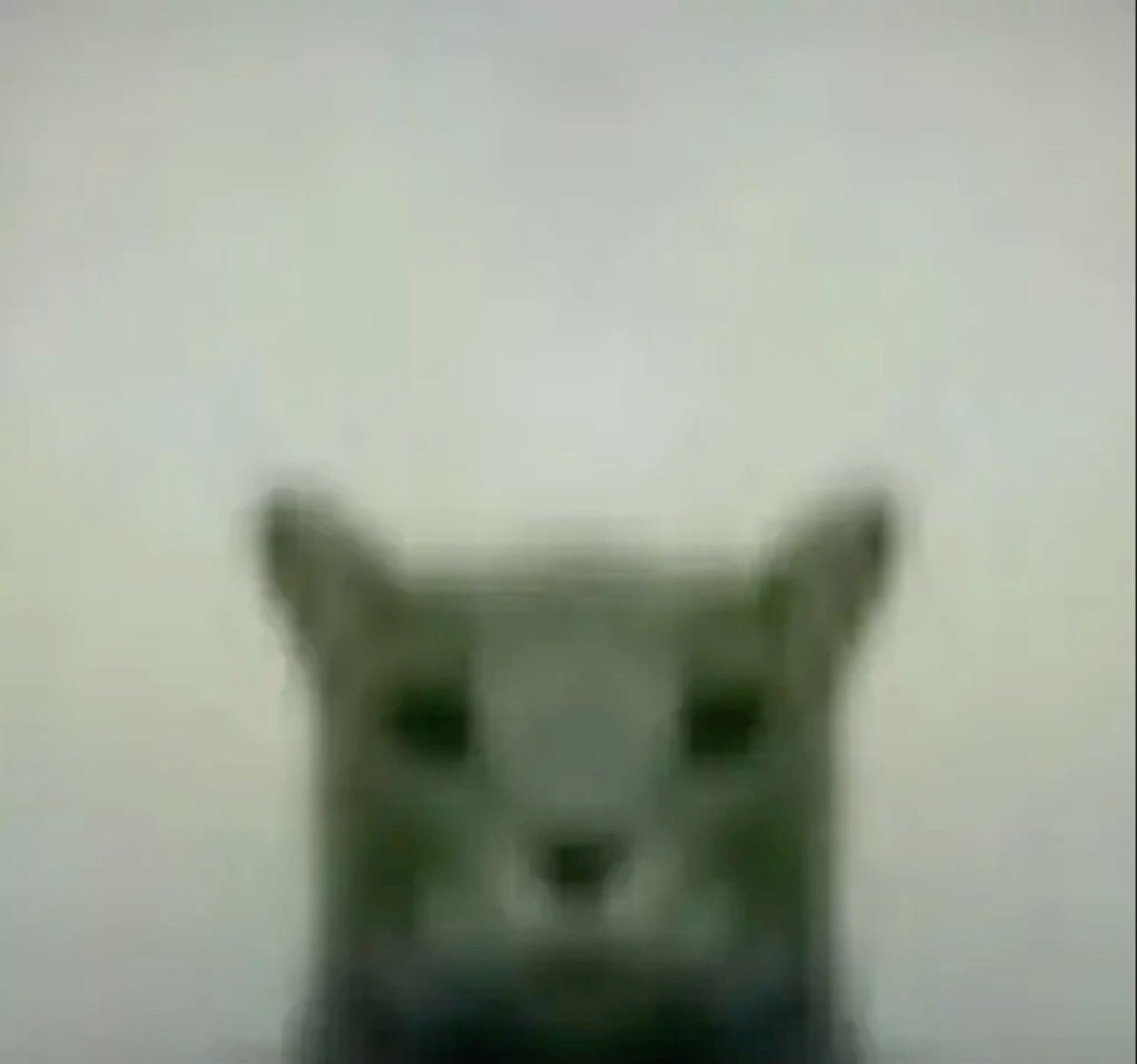 Extremely blurry animal face staring blankly against a pale background