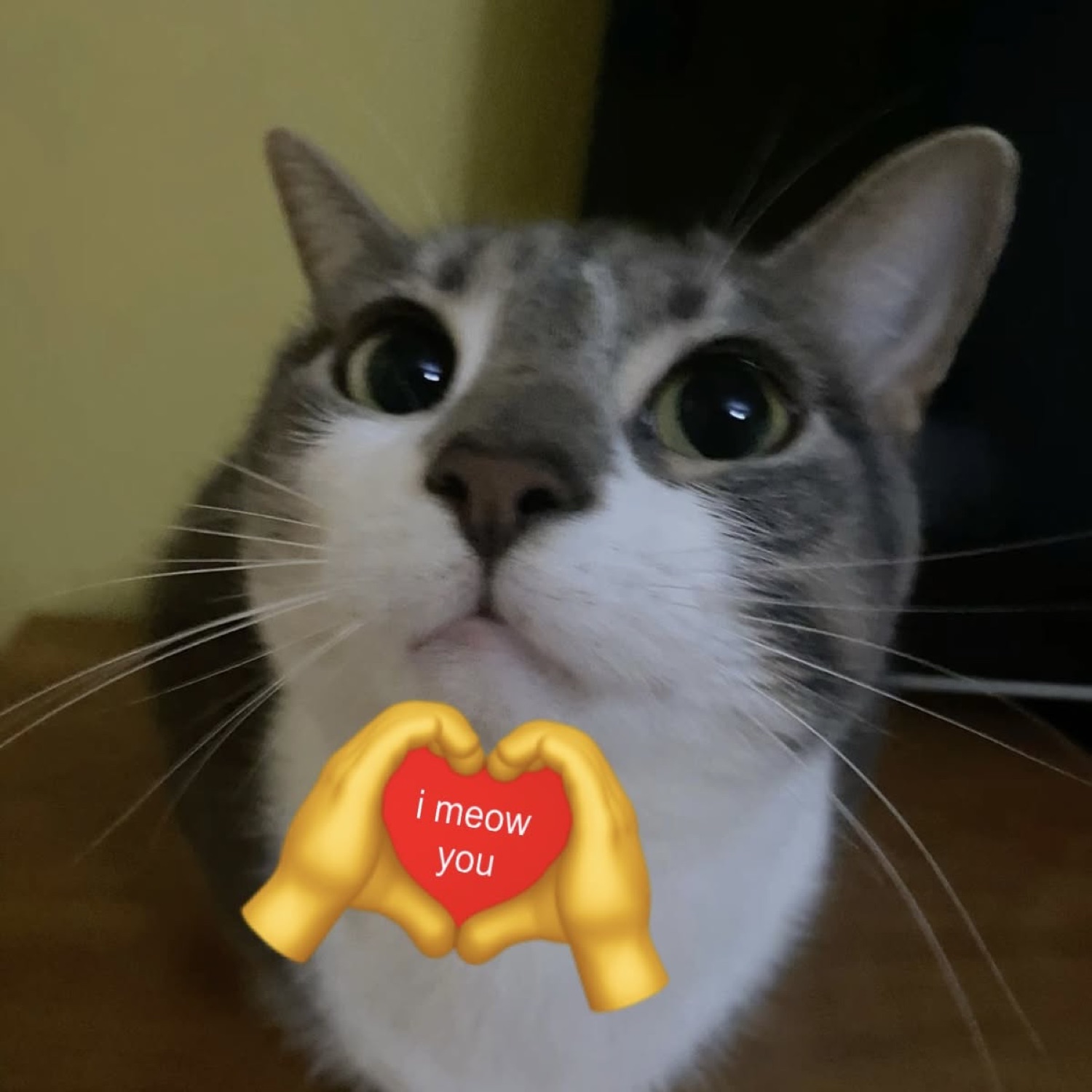 Wide-eyed cat with a heart-hands emoji reading 'i meow you'