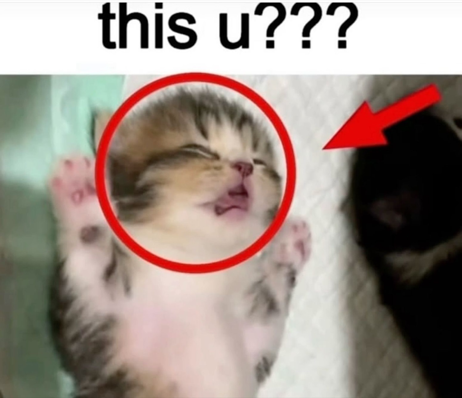 Sleepy kitten circled with a red arrow captioned 'this u???'