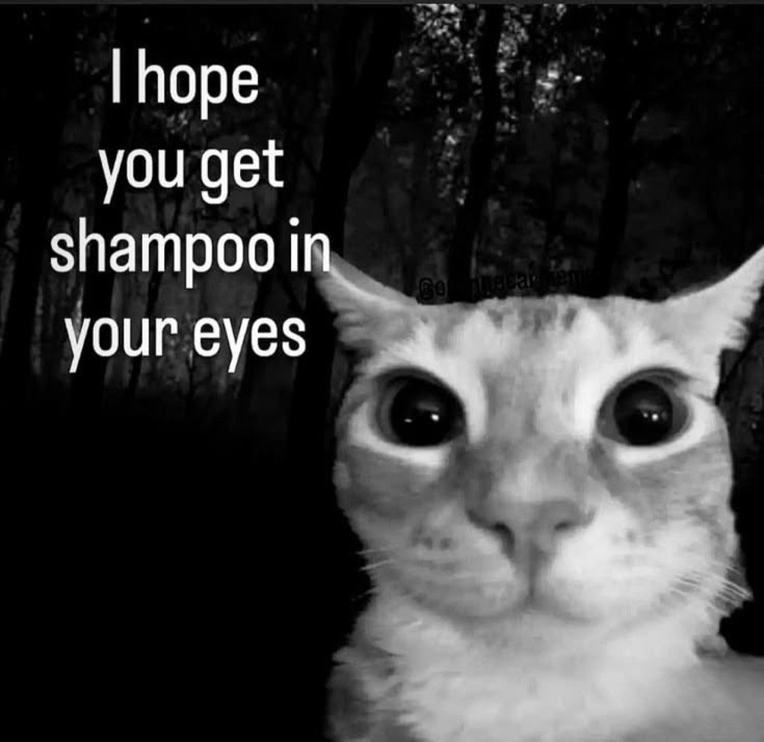 Black-and-white wide-eyed cat staring in a dark forest captioned 'I hope you get shampoo in your eyes'