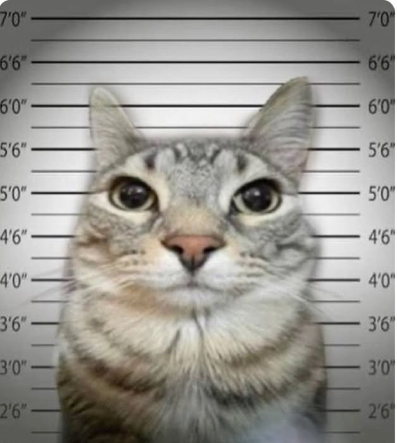 Tabby cat posing solemnly in front of a police lineup height chart