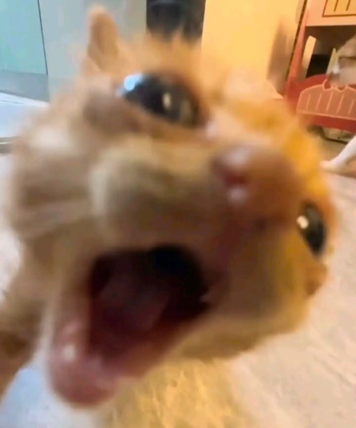 Blurry orange cat lunging at the camera mid-yowl with a wild open mouth