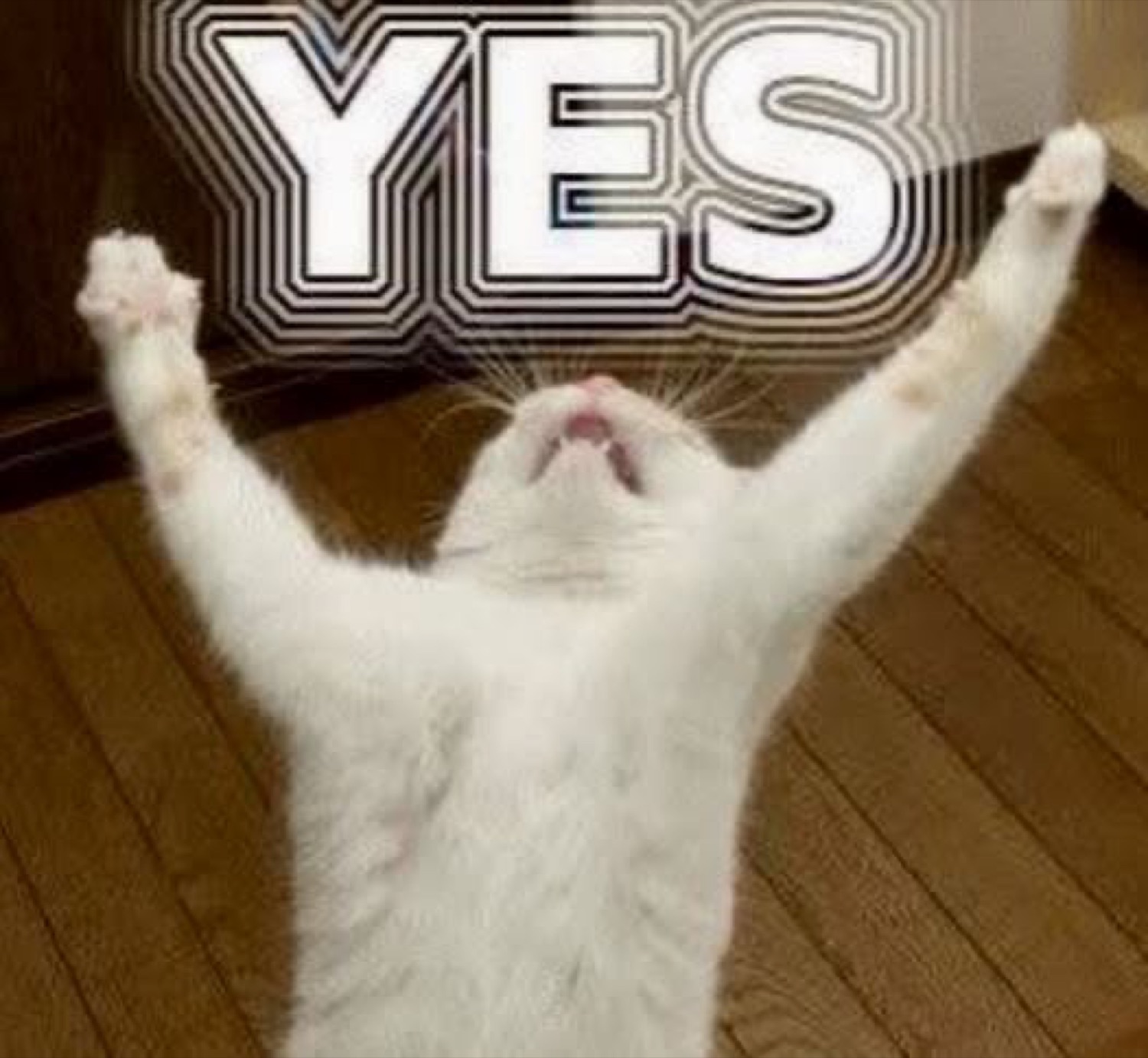 White cat standing with both arms thrown up under 'YES'