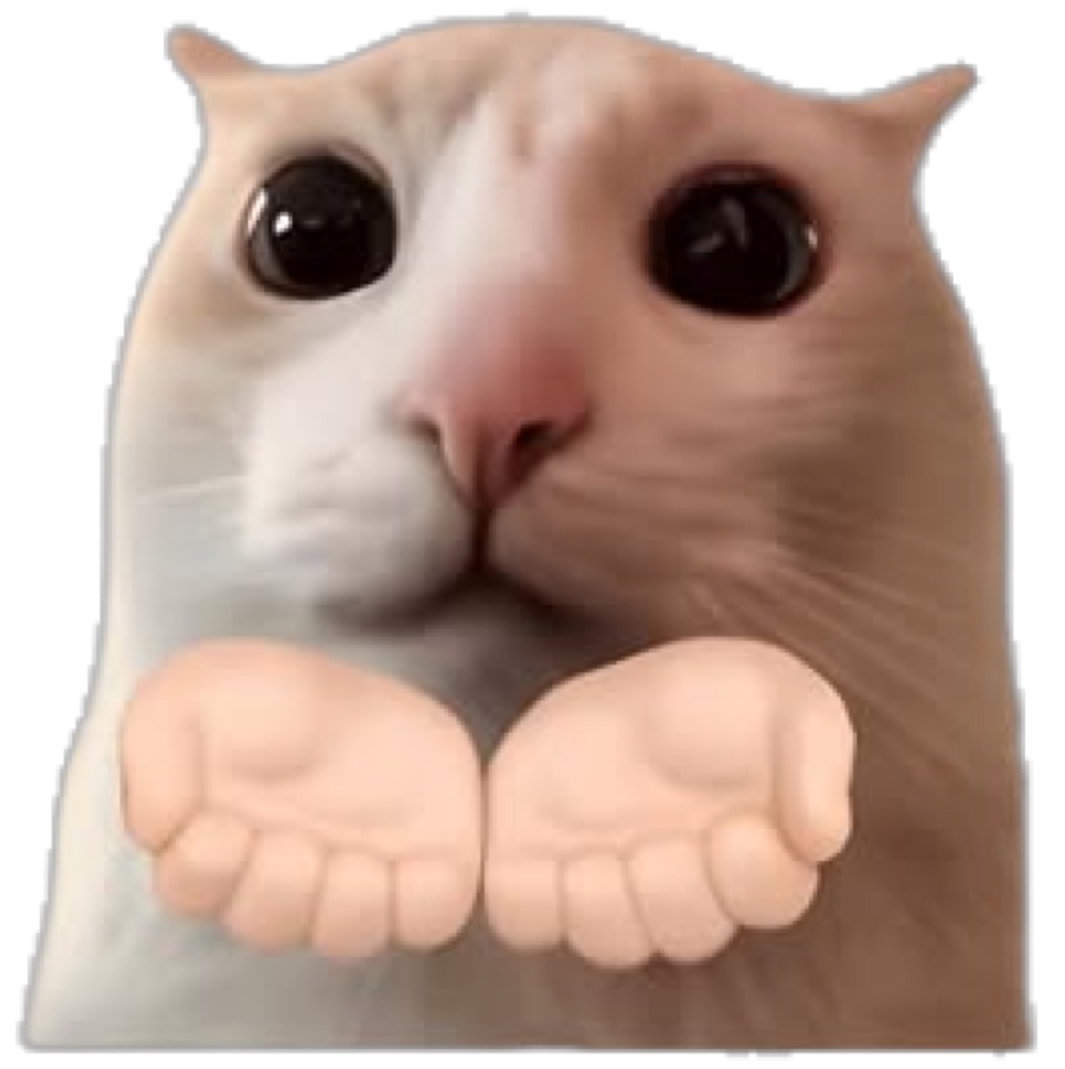 Wide-eyed cat holding out two open emoji hands