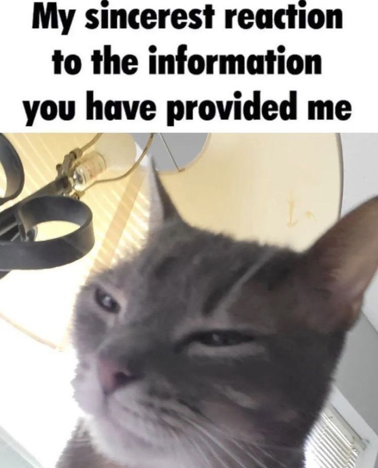 Smug grey cat delivering its sincerest reaction to the information you provided