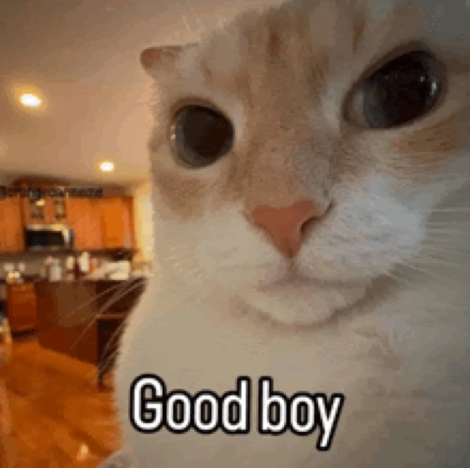 White cat with massive dilated pupils staring directly into your soul, captioned 'Good boy'