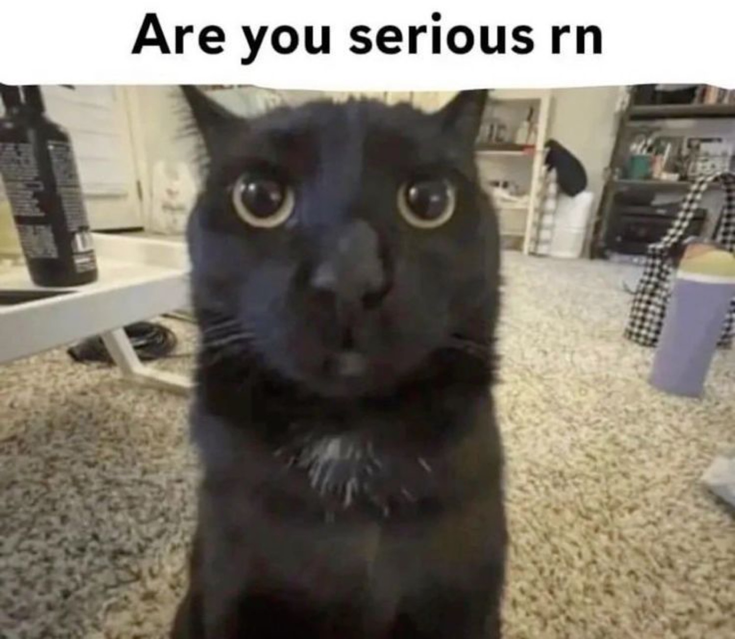 Wide-eyed black cat captioned 'Are you serious rn' with a stunned stare