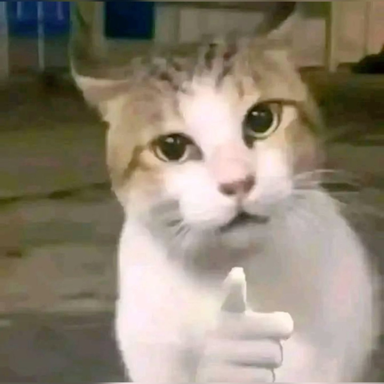 Cat giving a finger-gun with a human hand, staring straight ahead