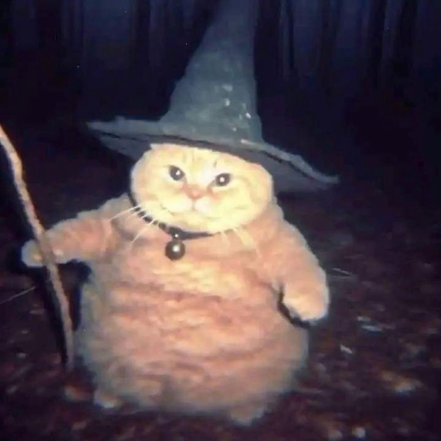 A chubby orange cat in a wizard hat standing in a dark forest looking grumpy