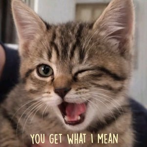 Tabby kitten winking with its mouth open, captioned 'You get what I mean'