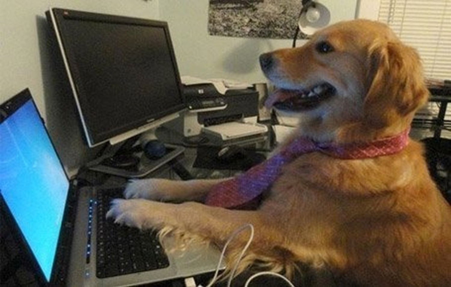 Golden retriever in a tie sitting at a desk typing on a laptop like a busy office worker