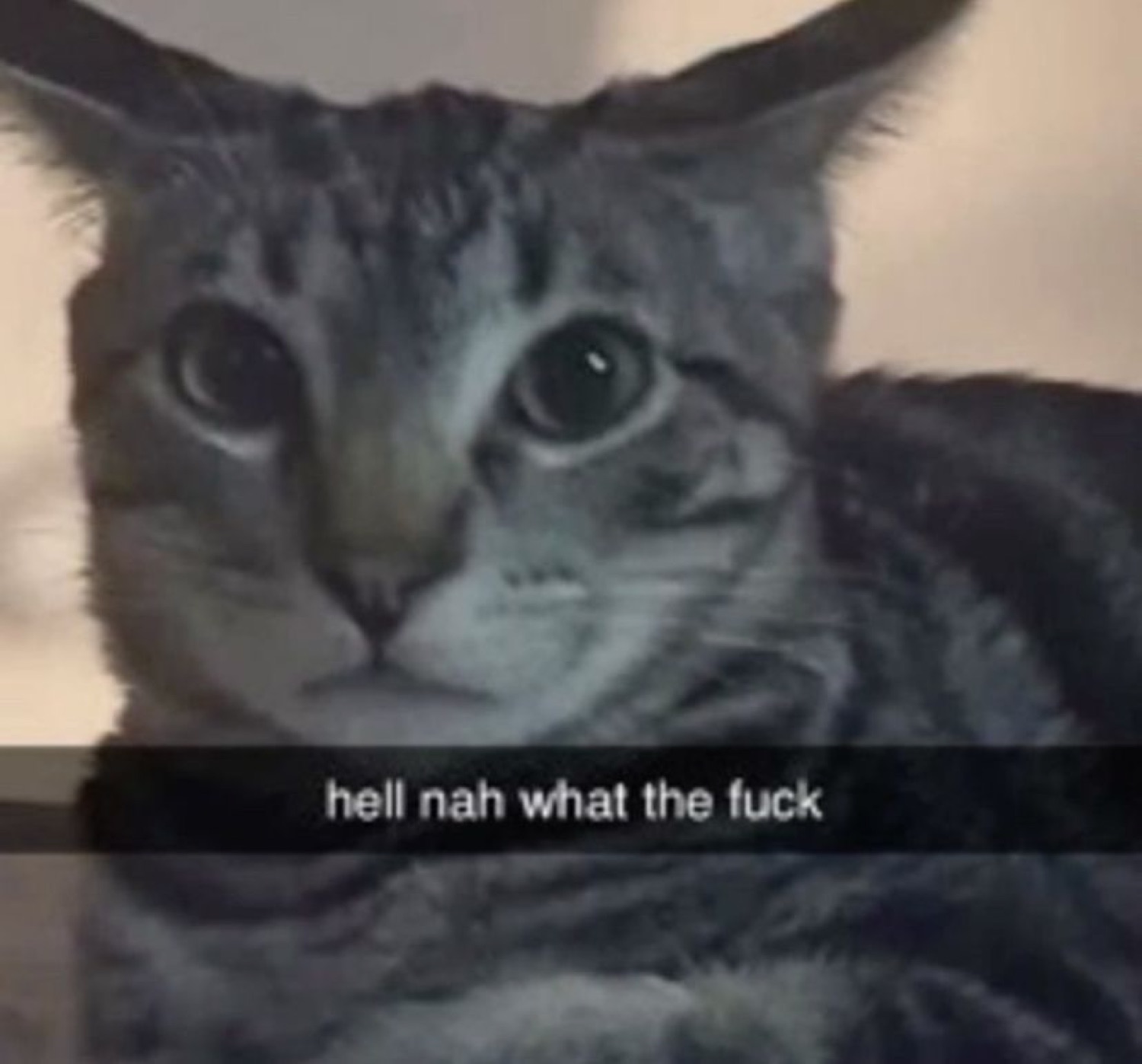 Gray tabby cat staring in disbelief captioned 'hell nah what the fuck'