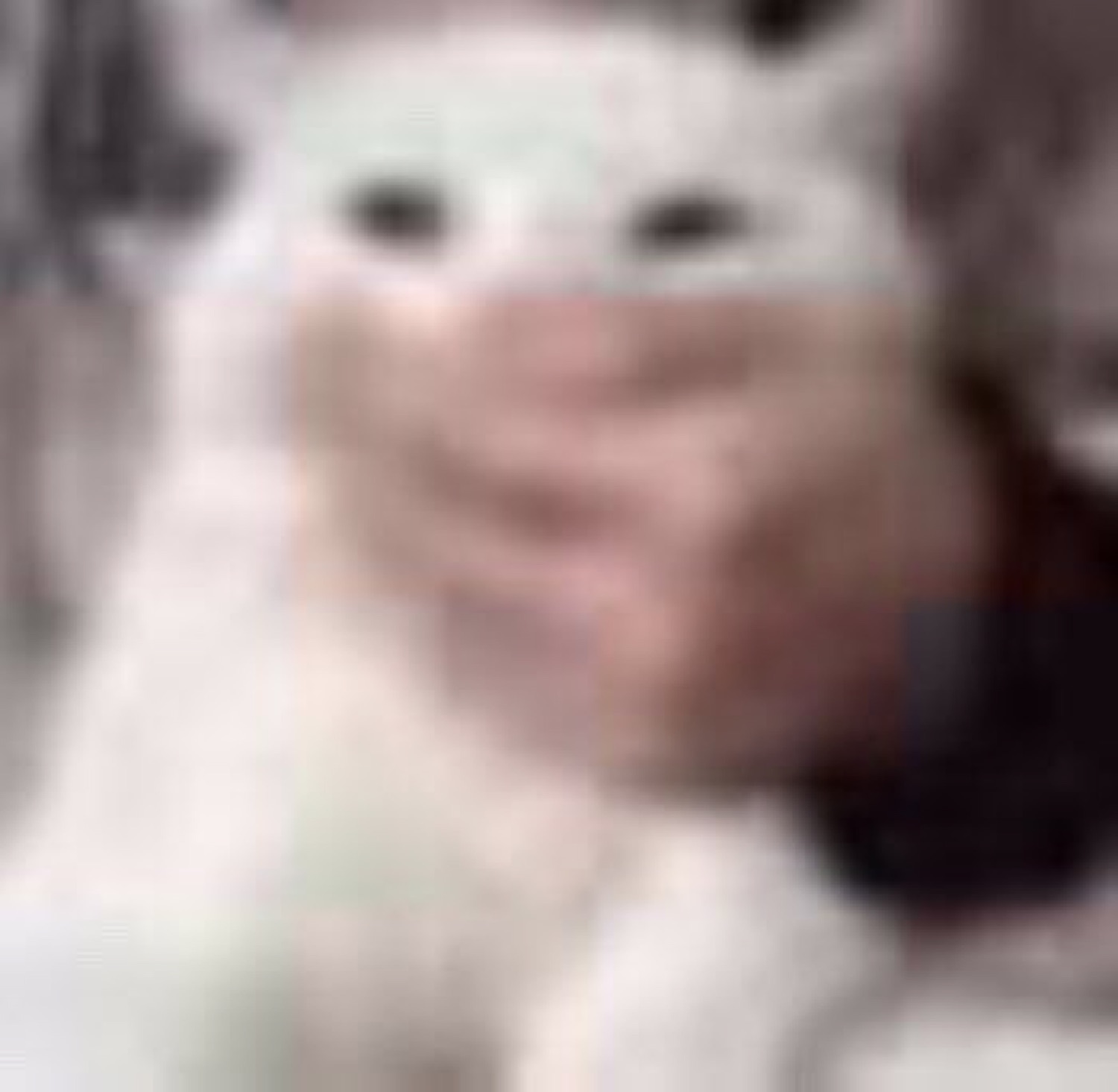 Blurry white cat with a human hand squishing its cheeks into a goofy grin