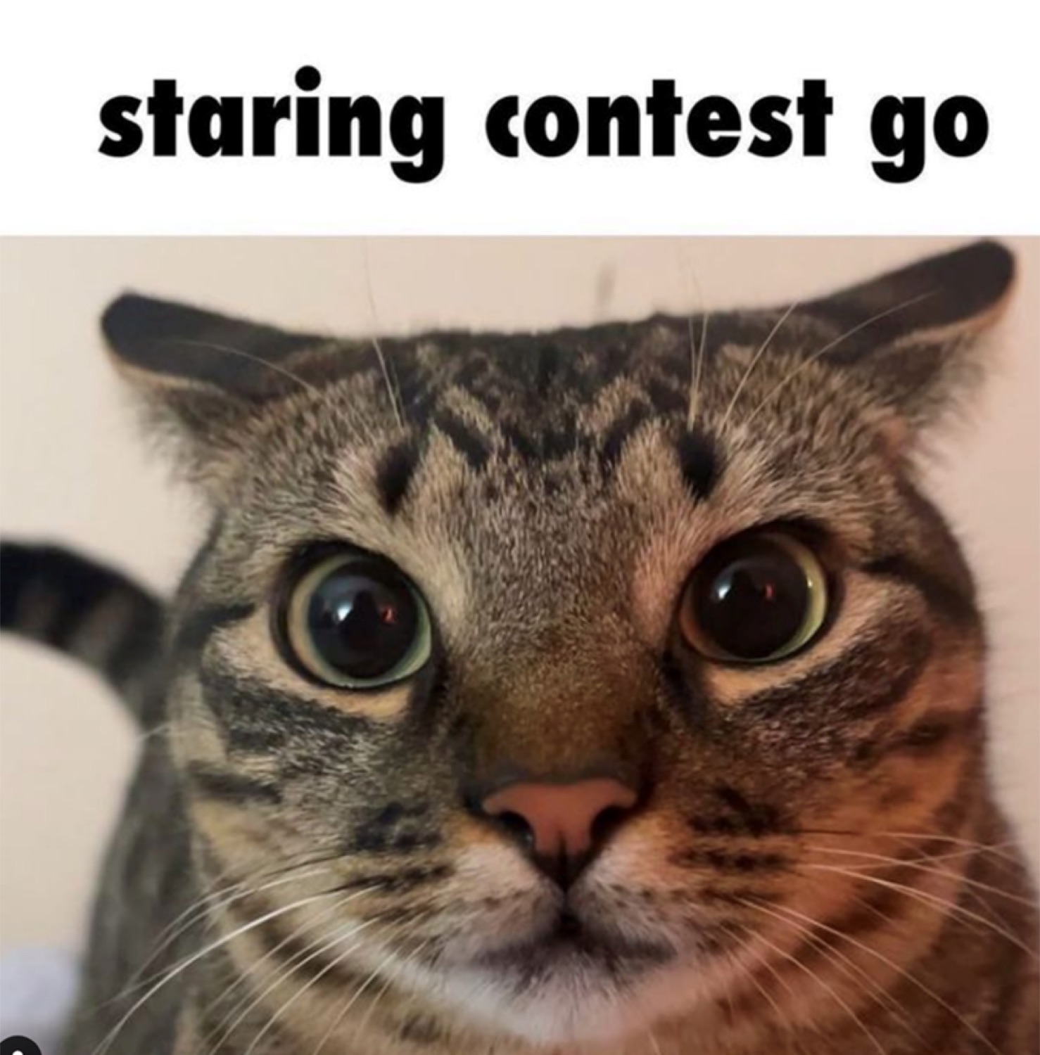 Wide-eyed cat locking in for a 'staring contest go'
