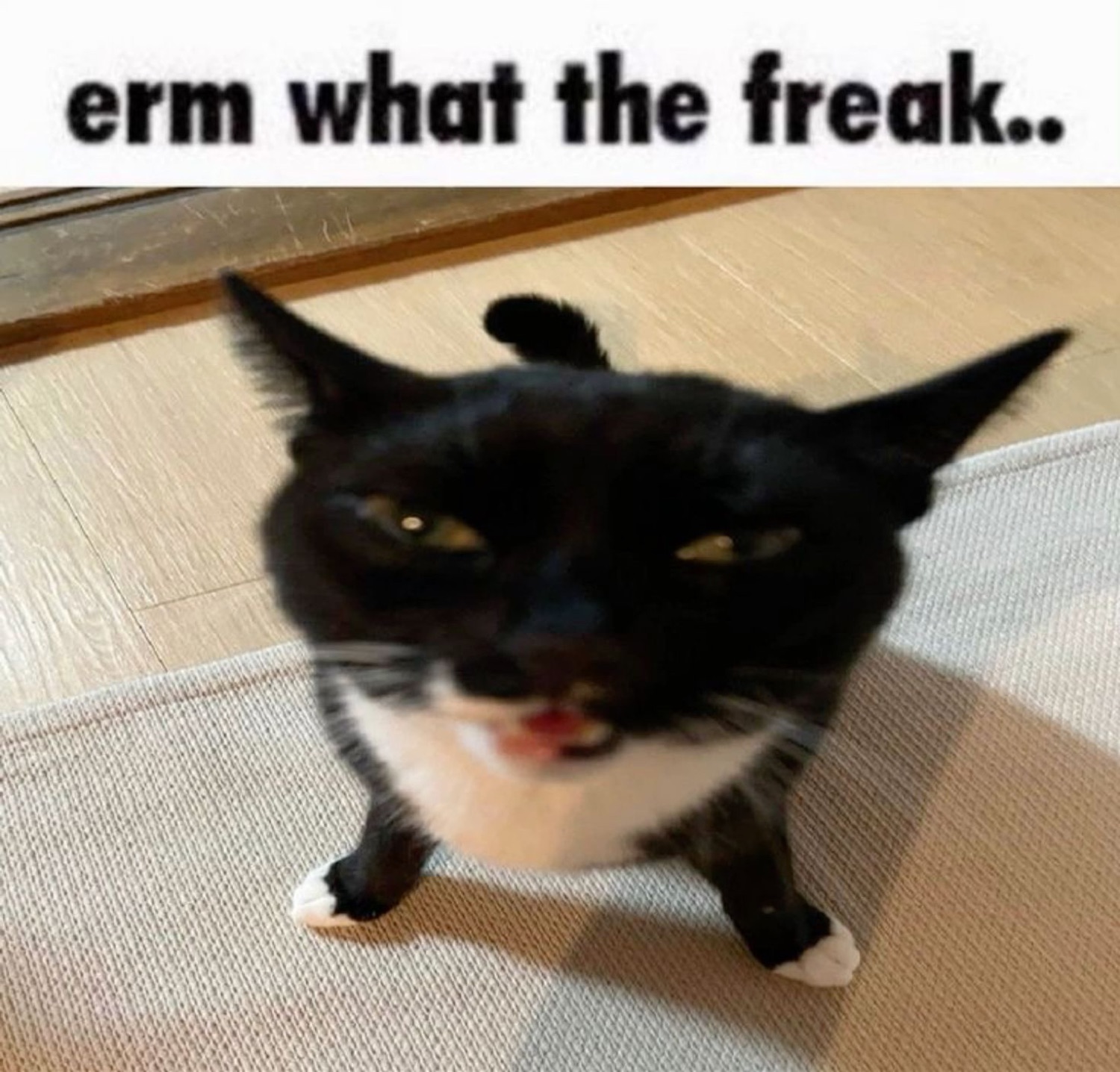 Black cat with a smug, unimpressed face captioned 'erm what the freak..'