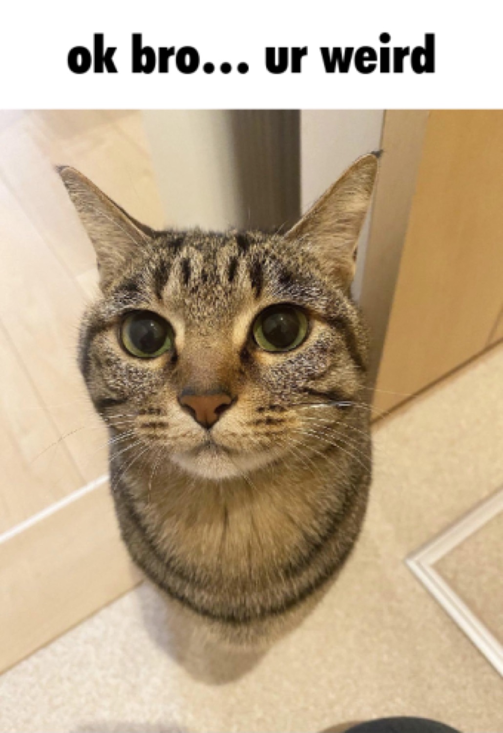 Tabby cat looking up flatly, captioned 'ok bro... ur weird'